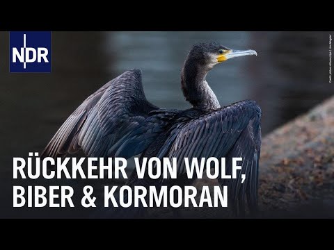 Fluch oder Segen? Biber, Wolf und Kormoran sind zurück | Die Nordreportage | NDR Doku