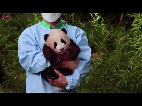 Meet Fu Bao, the first panda born in South Korea