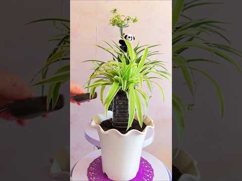 Chlorophytum roots lefting process spider plant #shorts #plants #viral #garden #flowers