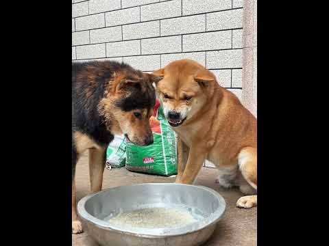 These two guys are fighting again.