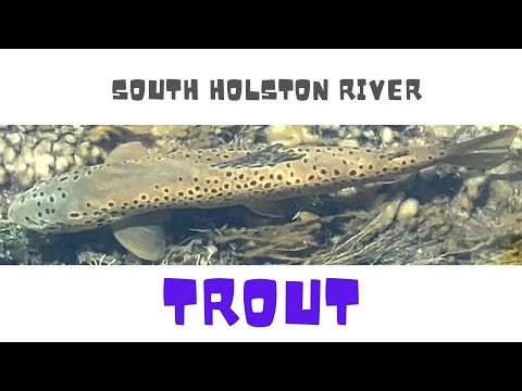 SoHo MORE Trout  [ HIGHLIGHT REEL ] SoHo MORE Trout  [ HIGHLIGHT REEL ]  lets you see under the surface of rippling South Holston Holsto