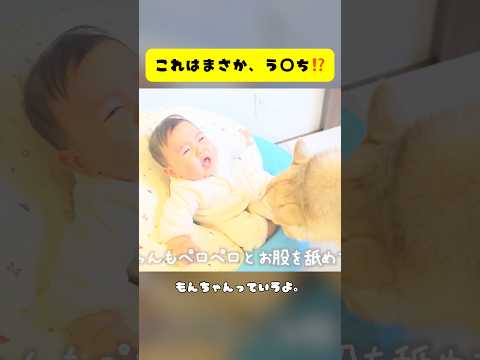 ハスキー犬が駆け付けると...👶🐺💨 #犬 #シベリアンハスキー #ハスキー #大型犬 #shorts