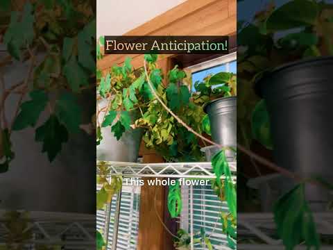 #hoya #houseplants #flowers #anticipation #wax #pl 