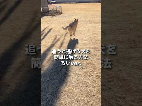 逃げる犬を簡単に触る方法【るいver.】#shorts