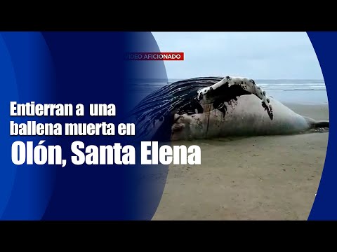 Entierran una ballena muerta en Olón, Santa Elena