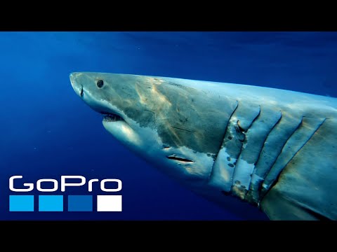GoPro Cause: Shark Advocate Mike Coots x Challenged Athletes Foundation