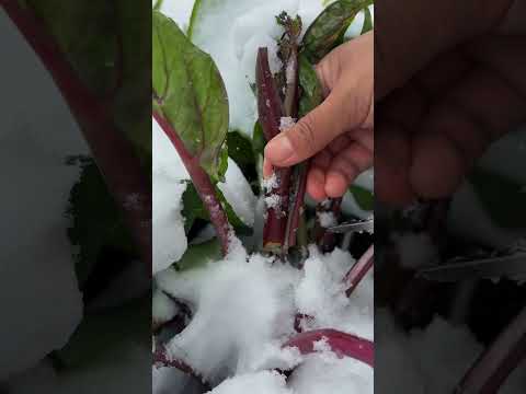 Red mustard greens are delicious after the snow