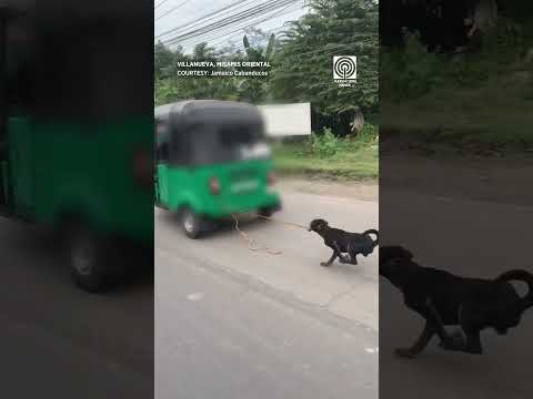 Asong nakatali sa tricab nakaladkad; hindi umano namalayan ng may-ari