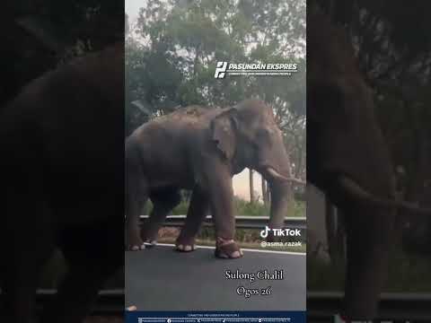 Gajah Liar di Malaysia Nekat Jalan Kaki Meski Terluka #viral #viralreels #shorts