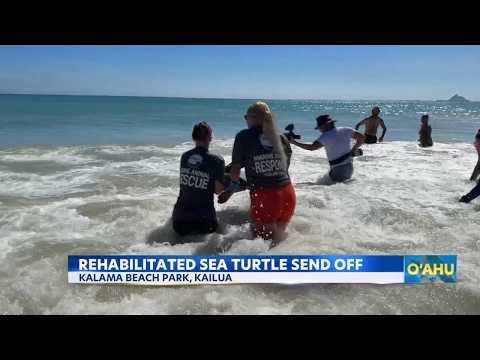 Sea turtle returns to <strong>ocean</strong> after losing flipper in fishing line entanglement