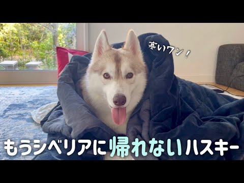 【もうシベリアに帰れないハスキー】布団を被ったまま出てこないハスキー