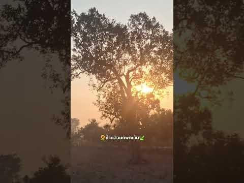 ลายหนาวสุดท้ายอากาศเย็นสดชื่นม