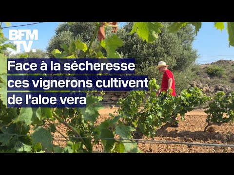 L'aloe vera, une solution originale, pour faire face à la sécheresse dans l'Aude