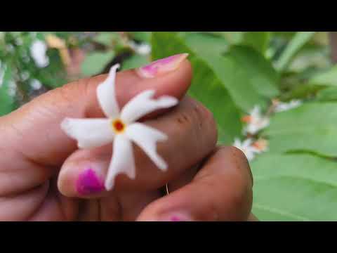 मेरा गार्डन और गार्डन के पेड़ पौधे #ytshortsvideo #shortsfeed #gardening