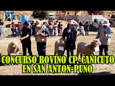JUSGAMIENTO DE BOVINO CENTRO POBLADO CAÑICUTO DE SAN ANTON..