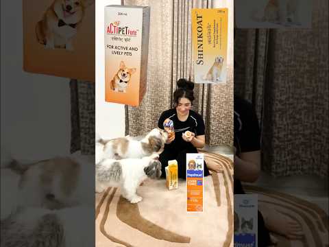 Pyar se zyada zaruri hai unka health 💕🐶 #shihtzu #ytshorts #supplements #health #ytshortsindia 🐾