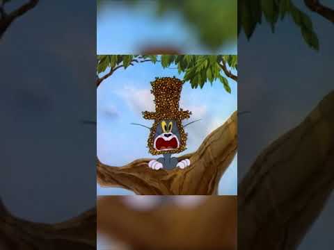 النحل ينجذب إلى الأشياء الحلوة 🐝 #توم_وجيري #كارتونيتو #cartoonito #كارتونيتو