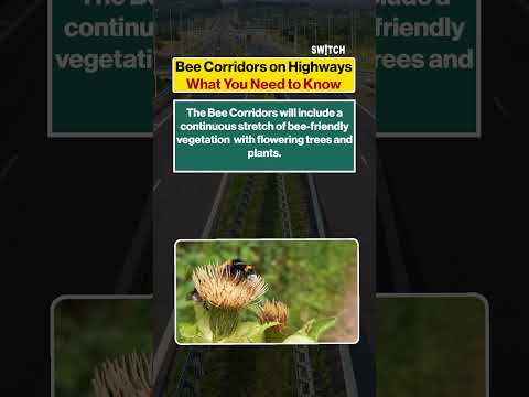 Bee Corridors on Highways: What You Need to Know | Bee Corridor Initiative |Honeybee Protection
