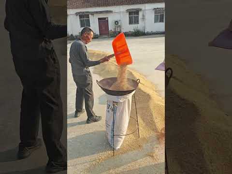 Use A Broken Iron Wok As A Funnel — Brilliant Farm Hack For Harvest Time