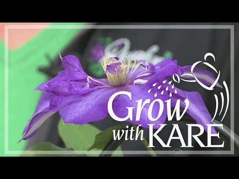 Grow with KARE: How, when to prune clematis