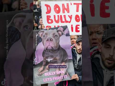 Scotland bans XL Bullies