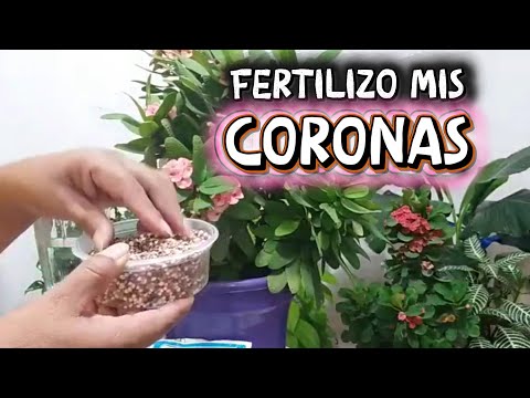 Actualización😍 FERTILIZO mis CORONAS con TRIPLE 15/Liliana Muñoz