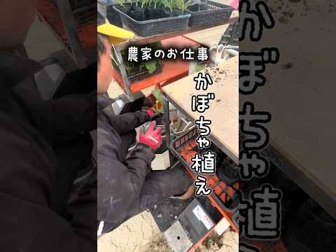 重量級作物はしんどい!!北海道のかぼちゃ植え