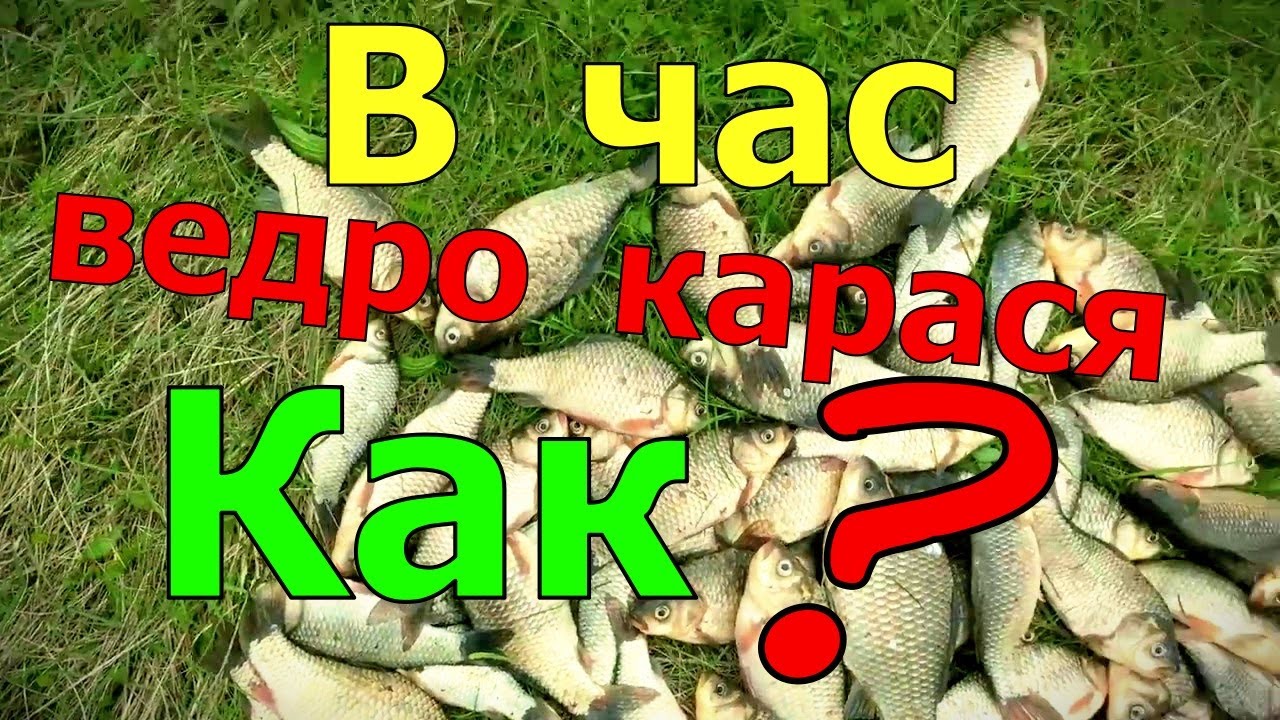 Крупный карась на рыбалке фото