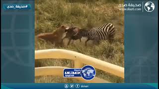 الأم تنقذ ولدها من الافتراس