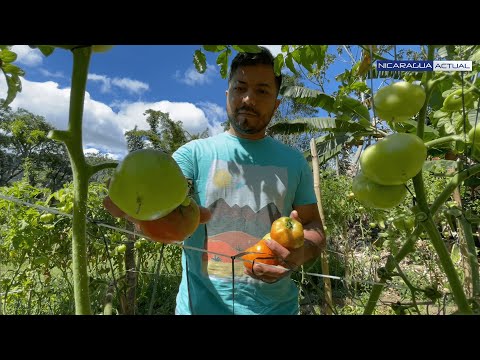 ??Yo Puedo Yo Emprendo | William Marín nicaragüense exiliado quien emprendió su negocio de tomates