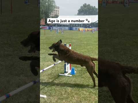 This pup still got it! 🐶 | AKC USA 250