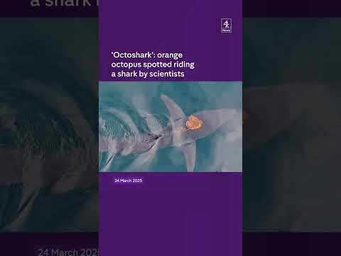 'Octoshark': orange octopus spotted riding a shark by scientists