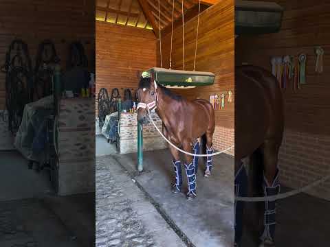 🎀ON REVIENT DANS NOTRE ÉCURIE DE DRESSAGE 🎀 #équitation #dressage