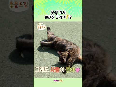 못생겼다고 버려진 고양이 <strong>자매</strong> 이야기ㅣ에그박사 동물도감ㅣKBS 241231 방송