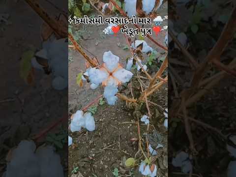 કમોસમી વરસાદનો માર 🌧️😓😫 કપાસ માં ભારે નુકસાન ‼️ ખેડૂત પુત્ર ‼️