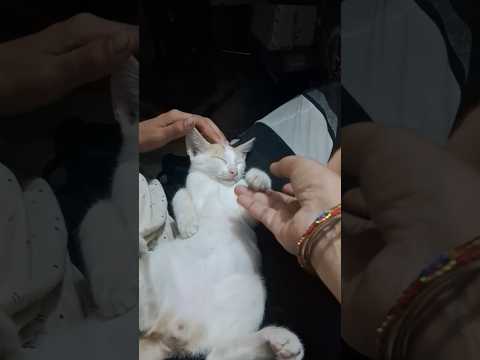 #funny #pets #cute #song #love #cat #dharatisolanki#comedymovies#comedyfilms#varshachoudhariofficial