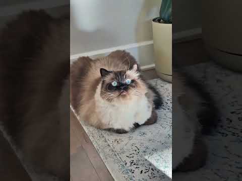 Witness #cat #funnycats #shorts #catvideos #cuteanimal @LittleLove666 @dojacat