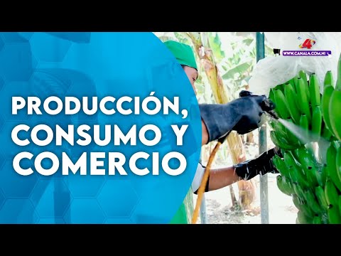 Avanza producción de granos básicos en Nicaragua