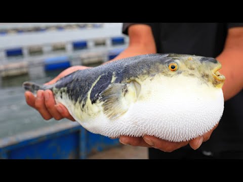 Japanese Puffer Fish Farm - Amazing FUGU Fish Farming in Japan