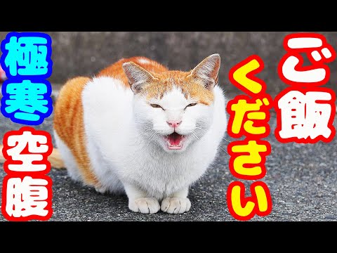 寒さと空腹で鳴いている猫にご飯をあげるとドカ食いした さくらねこへの給餌 癒され野良猫動画