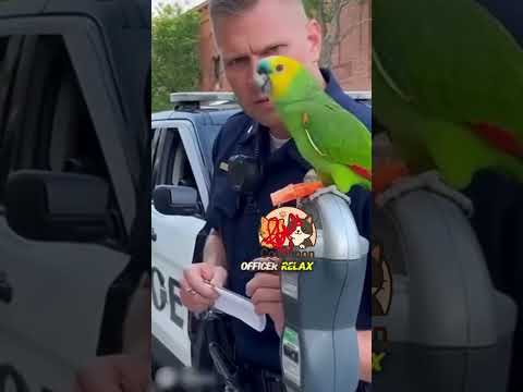 Parrot Gets Fake Parking Ticket#parrot #funnyparrot #coconoon