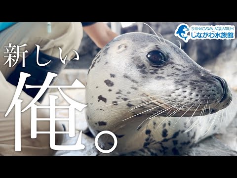 しぶきの新生活@しながわ水族館【ゴマフアザラシ】