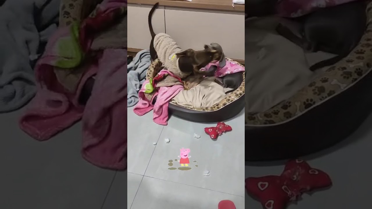 Como utilizar o terminal integrado do Visual Studio Code | Bruno Brito