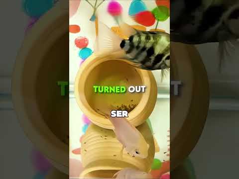 Los Padres Más Adorables Del Mundo 🥺❤️