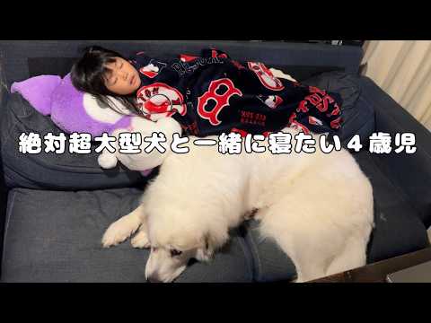 【溺愛】超大型犬とどうしても一緒に寝たい４歳児がとった行動が可愛すぎる…♡｜グレートピレニーズ&オールドイングリッシュシープドッグ&トイプードル