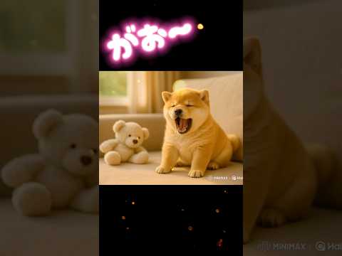 がおーーー🐶❤️ぽっちゃり柴犬もふまるの日常🐶 #柴犬 #癒し #癒し動画 #かわいい #おもしろ #犬