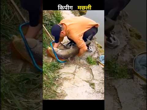 किपीग मछली 😱 #aivideo #fishing #fascinatinginformation #amazingfacts #fishinglife #youtubeshorts