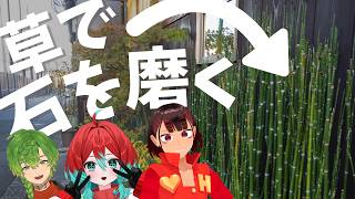 【検証】その辺にも生えている草で石は磨けるのか【ヘアピンまみれ/草野植木/ごもも】