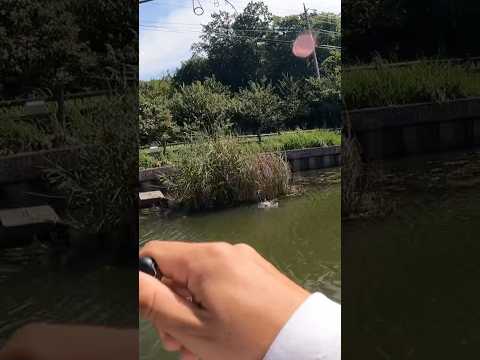 ブラックバスの食欲を刺激するルアー！ #バス釣り #fishing #釣り