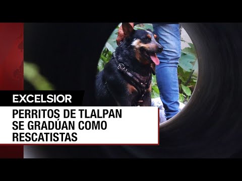 CDMX: Más de 50 perros de Tlalpan se gradúan en labores de rescate